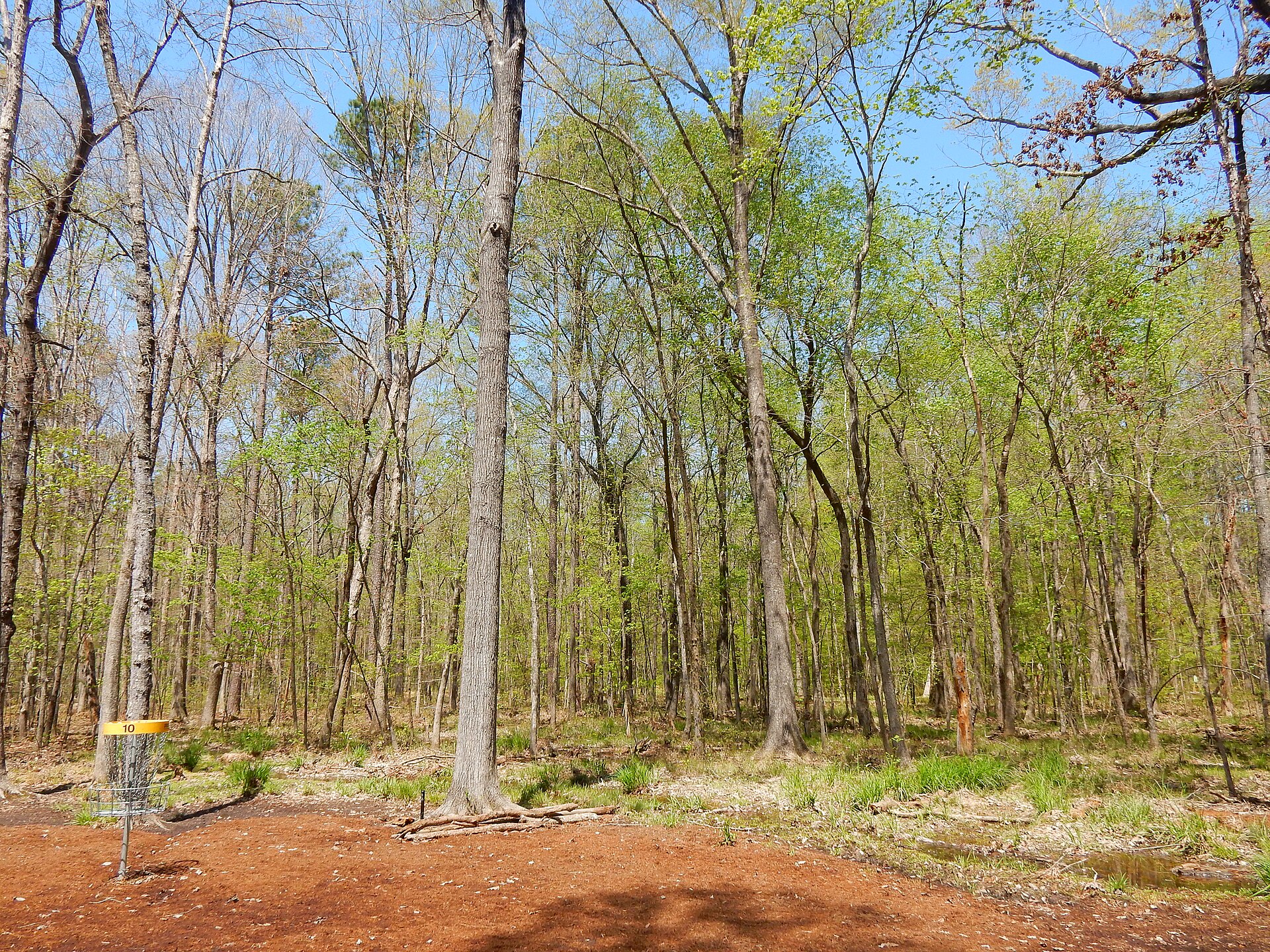 Trails and treehouse at Apex Nature Park