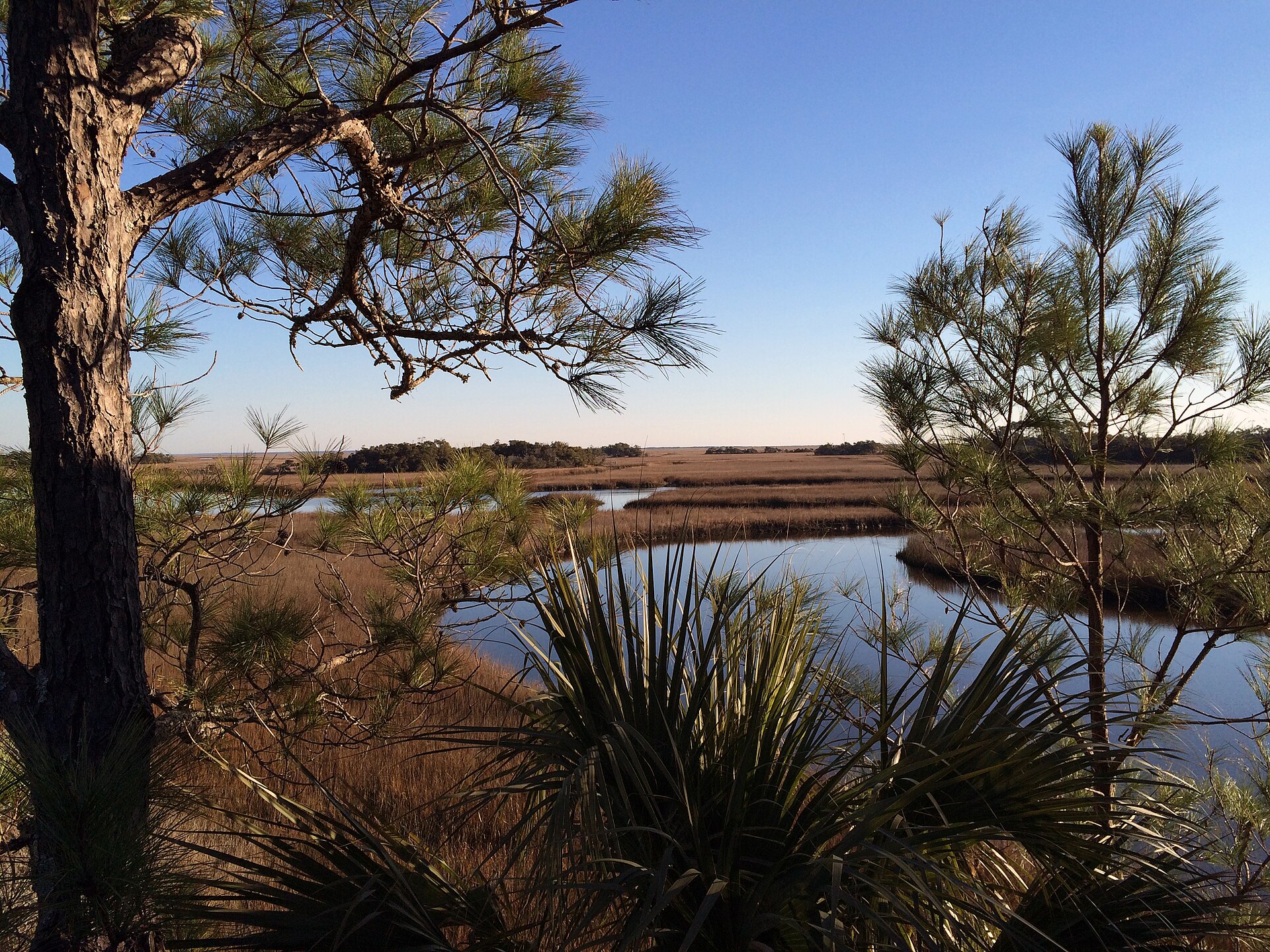 Salt marsh and tidal creek on Bald Head Island, North Carolina, framed by pine trees and palmetto at the edge of the maritime forest