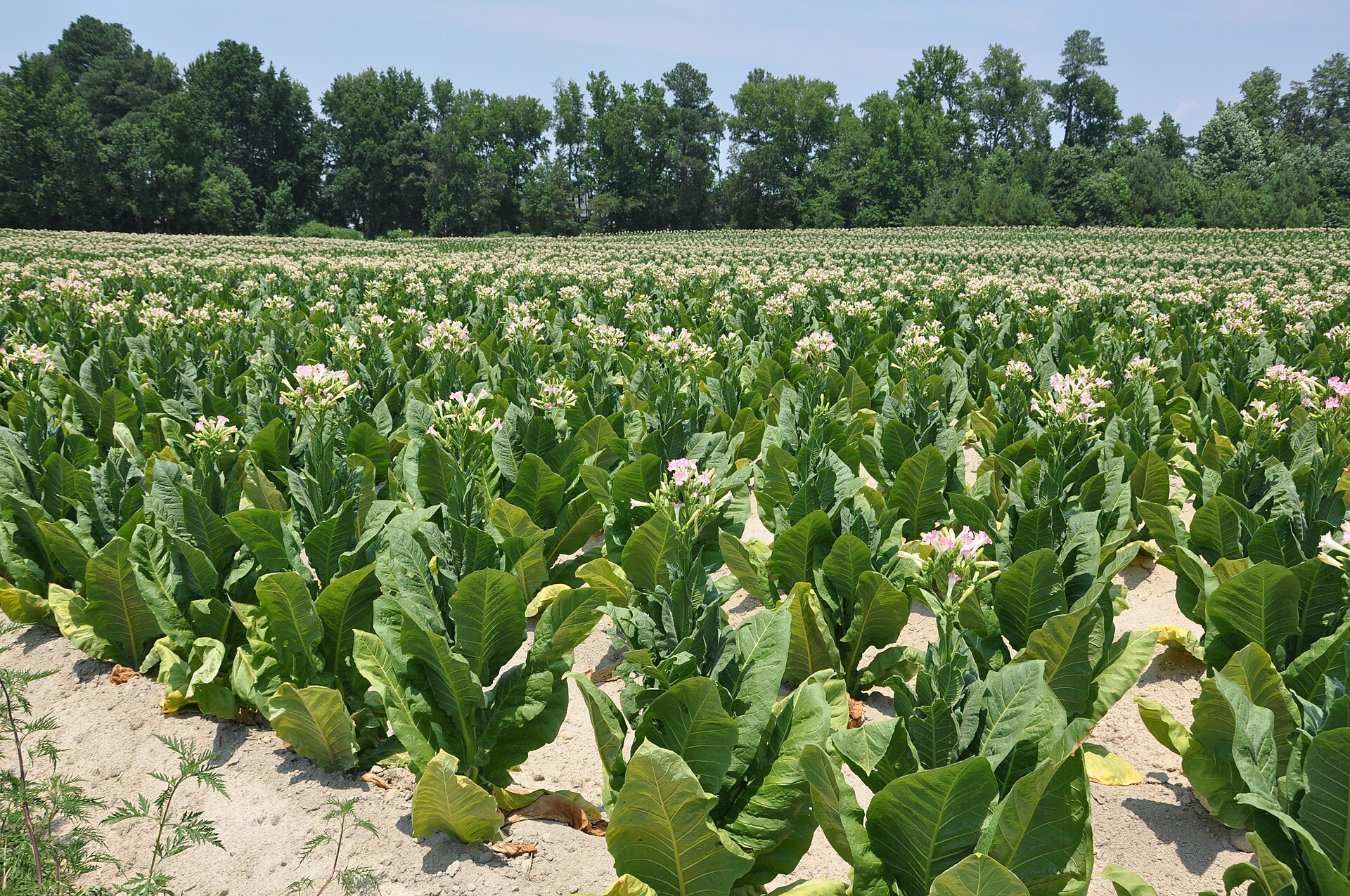 Tobacco fields on the rural edge of Rolesville